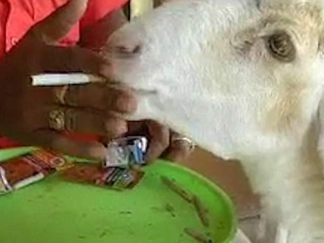 Indian Goat addiction of tobacco and cigarettes