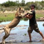The beautiful style of lion's love with her watchman