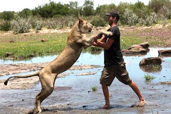 The beautiful style of lion's love with her watchman