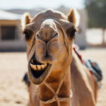 Use of bootsticks, 12 camels out from beauty competition