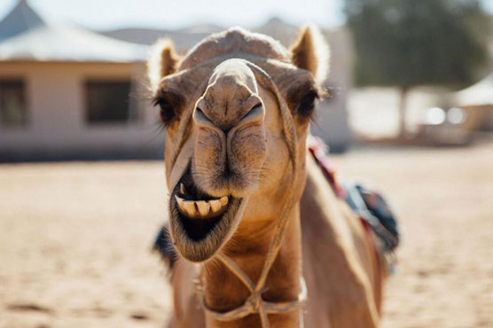 Use of bootsticks, 12 camels out from beauty competition
