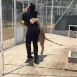 Lioness and unique friendship of individual