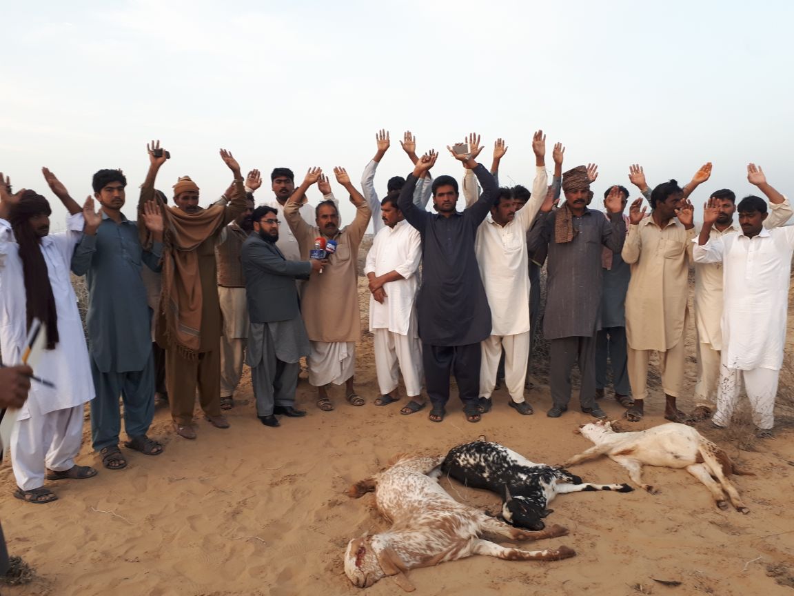 JAM GARH, WRONG, INJECTIONS, BY, VETERINARY, DOCTORS, CAUSED, DEATH, OF, ANIMALS, OF, MUHAMMAD, RAFIQ JOYA
