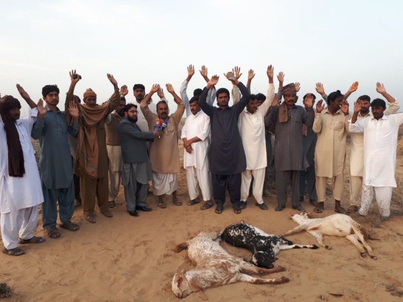 JAM GARH, WRONG, INJECTIONS, BY, VETERINARY, DOCTORS, CAUSED, DEATH, OF, ANIMALS, OF, MUHAMMAD, RAFIQ JOYA 