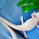 A unique living creature the ability to born again