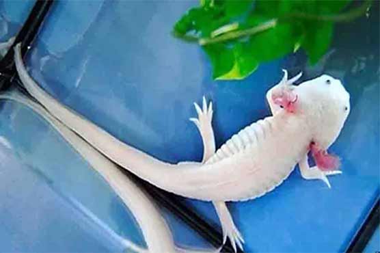 A unique living creature the ability to born again