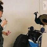 The lady reached the airport with her peacock