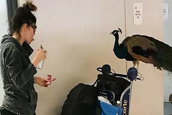 The lady reached the airport with her peacock