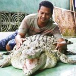 Human beings friend crocodile to living with a family from twenty years