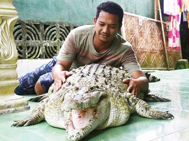 Human beings friend crocodile to living with a family from twenty years