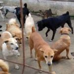Railway carriage factory healthcare department dog killing campaign thousands of dogs have deterioration great tribute by public circles