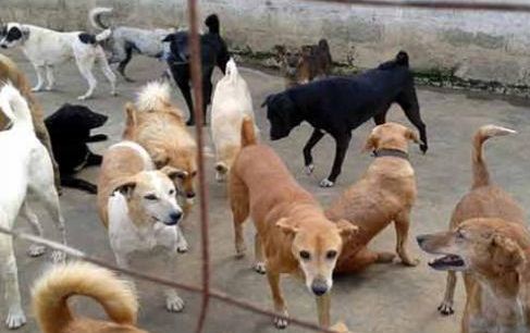 Railway carriage factory healthcare department dog killing campaign thousands of dogs have deterioration great tribute by public circles