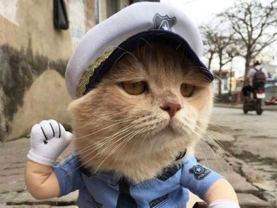 FISH, SALER, CAT, IN, VIETNAM, PICTURES, VIRAL, ON, INTERNET