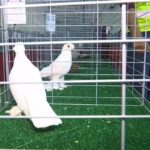 The annual beauty competition of Pigeons holds in Oman
