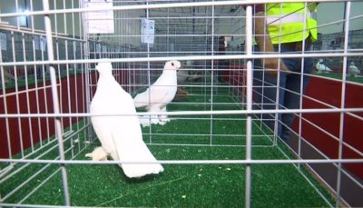 The annual beauty competition of Pigeons holds in Oman