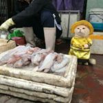 FISH, SALER, CAT, IN, VIETNAM, PICTURES, VIRAL, ON, INTERNET