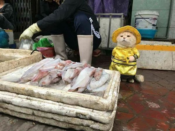 FISH, SALER, CAT, IN, VIETNAM, PICTURES, VIRAL, ON, INTERNET