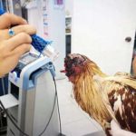 One week living cock without head became alive wonder
