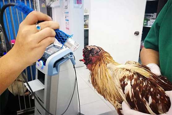 One week living cock without head became alive wonder