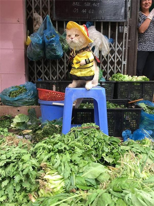 FISH, SALER, CAT, IN, VIETNAM, PICTURES, VIRAL, ON, INTERNET