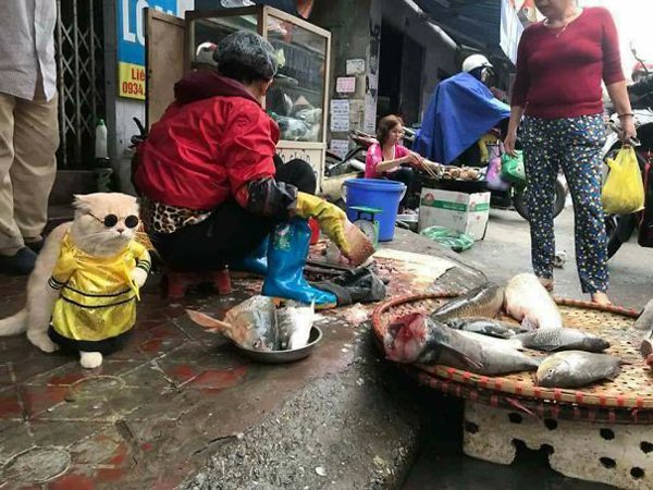 FISH, SALER, CAT, IN, VIETNAM, PICTURES, VIRAL, ON, INTERNET