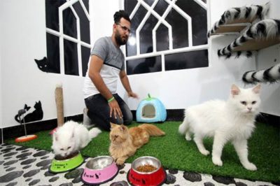 The cats Hotel were opened in Iraq