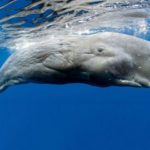Unique whale produces a new anthem every year