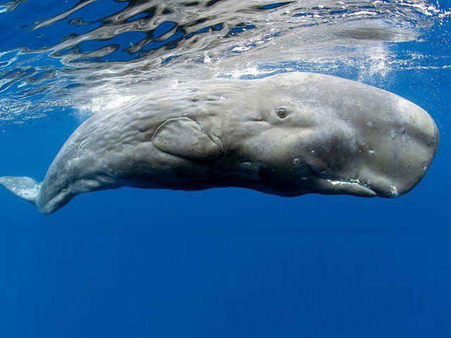 Unique whale produces a new anthem every year