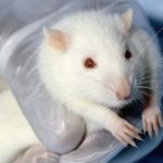 The rat is 540 kilograms of apples, the police's standard logic