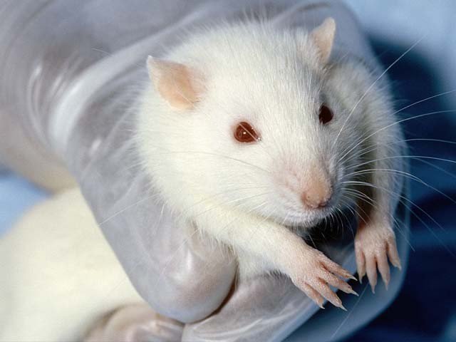 The rat is 540 kilograms of apples, the police's standard logic