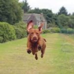 Viral images of flying dogs