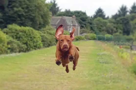Viral images of flying dogs