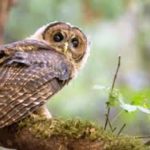 Owl carpathian or Owl strip?
