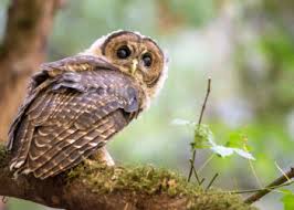 Owl carpathian or Owl strip?
