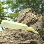 The tree was dumped to save the insects
