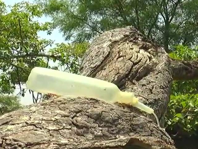 The tree was dumped to save the insects