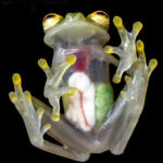 Image released of frog like glasses