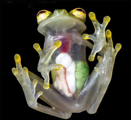 Image released of frog like glasses