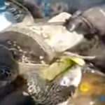 Turtles caught in plastic container alive even after thousand years