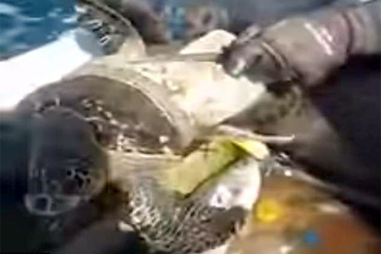 Turtles caught in plastic container alive even after thousand years