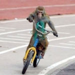Monkey cycling interest became stuck