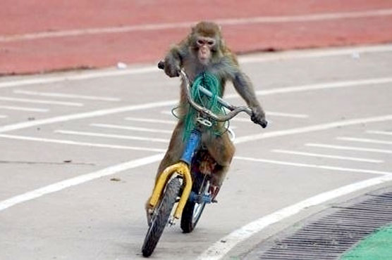 Monkey cycling interest became stuck