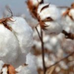 The decision to set up a half billion rupees of funds for research on cotton