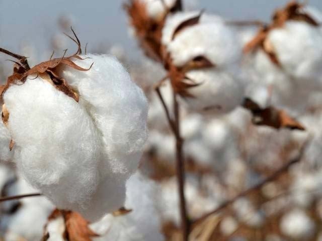 The decision to set up a half billion rupees of funds for research on cotton