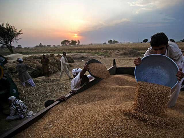 Explosion of thousands of fake applications to get wheat bar mill in Punjab