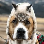 Unique friendliness of dogs and Cat