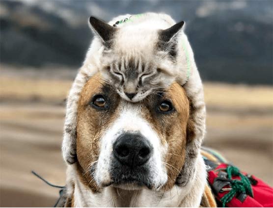 Unique friendliness of dogs and Cat