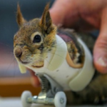 Turkish engineer put artificial wheels to the disabled squirrel