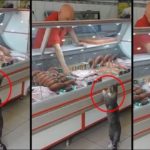 The amazing cat that shopping for herself