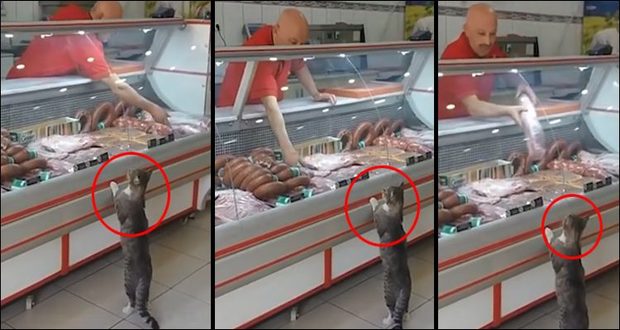 The amazing cat that shopping for herself